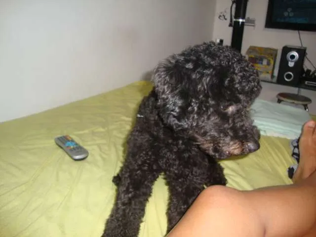 Cachorro ra a Poodle idade 7 a 11 meses nome beto