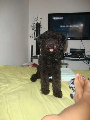 Cachorro ra a Poodle idade 7 a 11 meses nome beto
