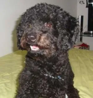 Cachorro raça Poodle idade 7 a 11 meses nome beto