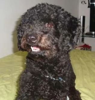 Cachorro ra a Poodle idade 7 a 11 meses nome beto