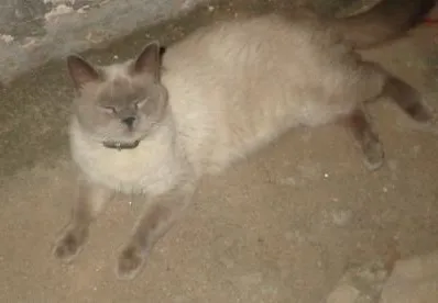 Gato ra a  idade 1 ano nome Maruto