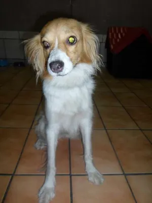 Cachorro raça SRD idade 2 anos nome Sophia