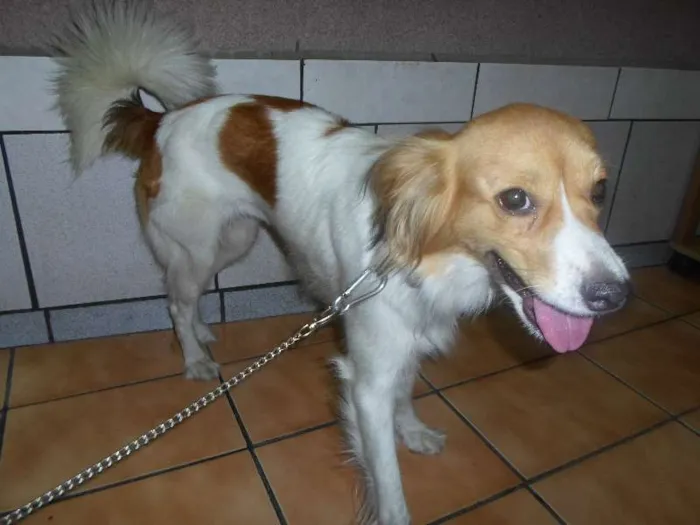Cachorro ra a SRD idade 2 anos nome Sophia