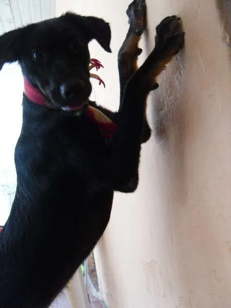 Cachorro ra a SRD idade 7 a 11 meses nome Nego