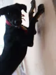 Nego