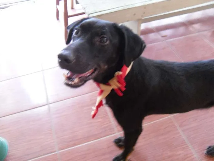 Cachorro ra a SRD idade 7 a 11 meses nome Nego