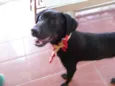 Nego