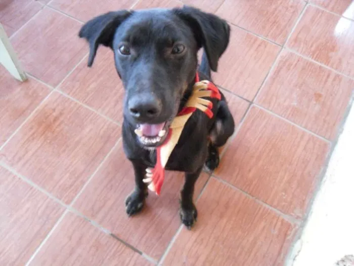 Cachorro ra a SRD idade 7 a 11 meses nome Nego