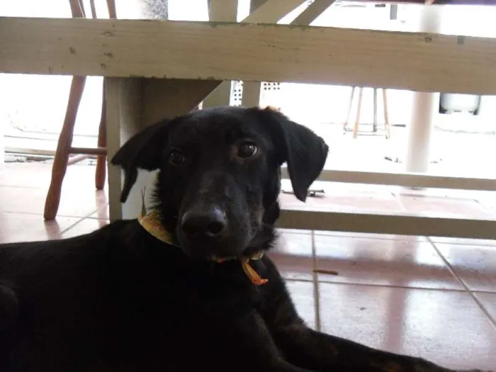 Cachorro ra a SRD idade 7 a 11 meses nome Nego