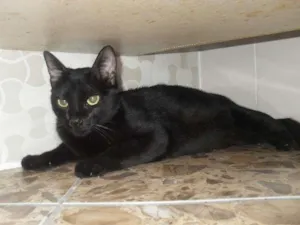 Gato raça SRD idade  nome sem nome