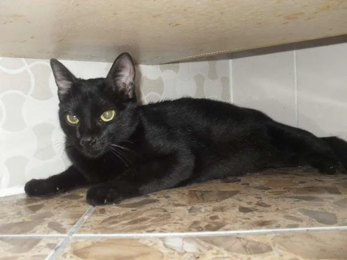 Gato ra a SRD idade  nome sem nome