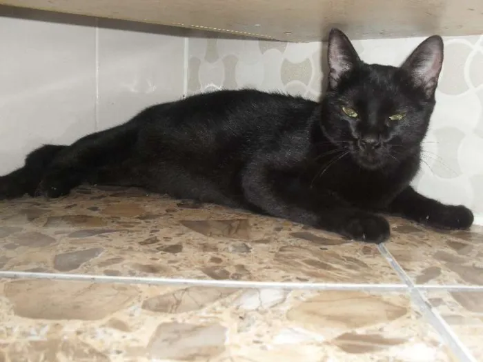 Gato ra a SRD idade  nome sem nome