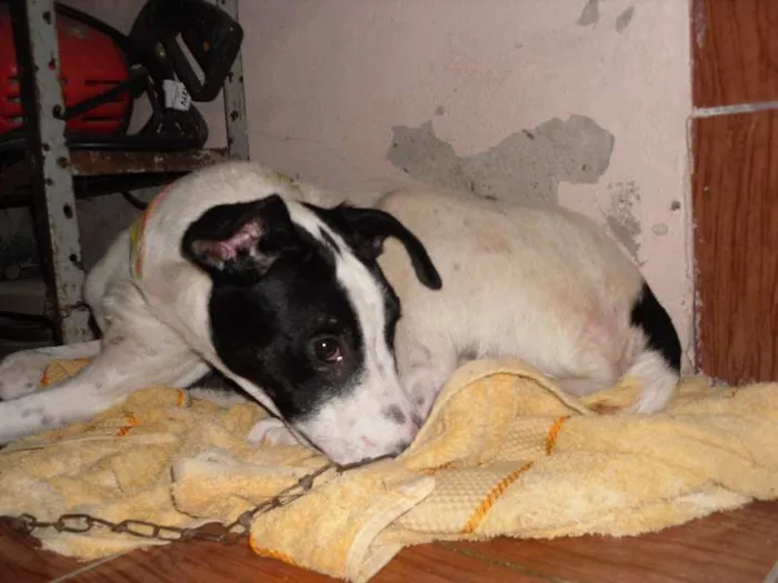 Cachorro ra a SRD idade 7 a 11 meses nome Gurizão