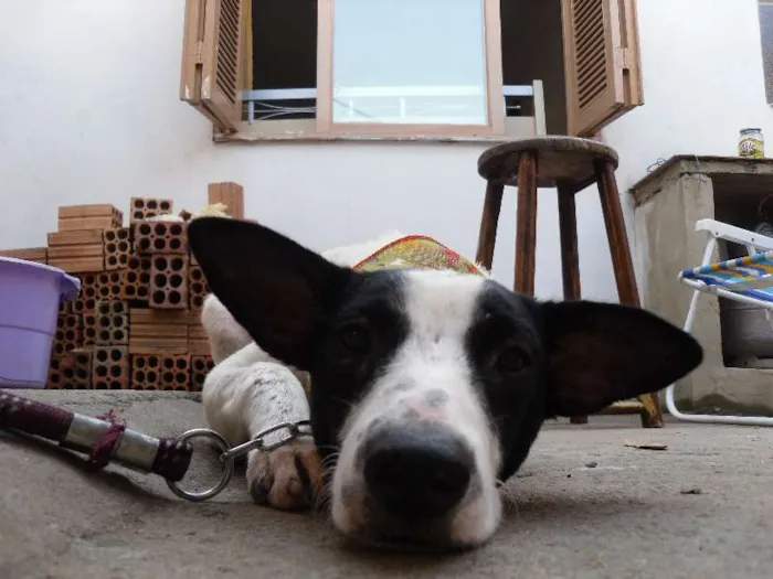 Cachorro ra a SRD idade 7 a 11 meses nome Gurizão
