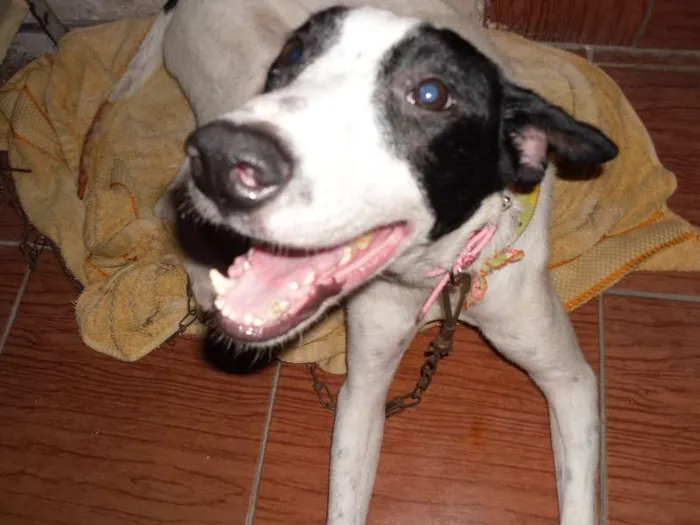 Cachorro ra a SRD idade 7 a 11 meses nome Gurizão