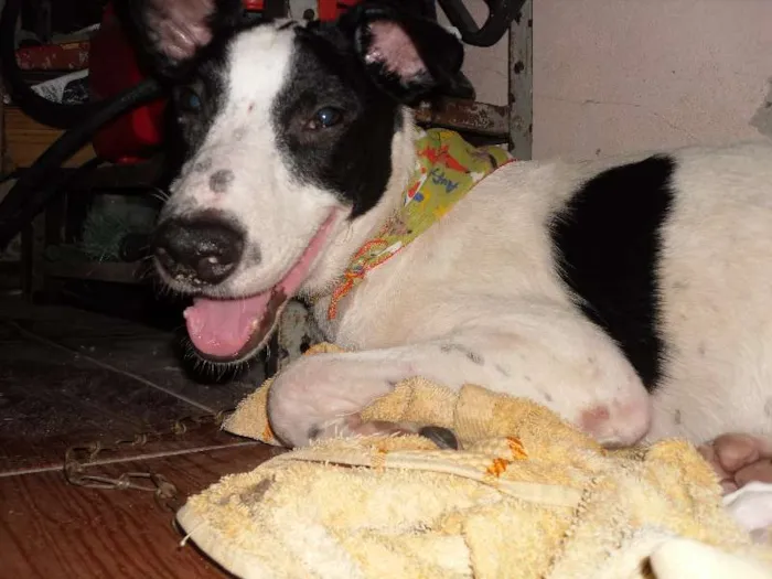 Cachorro ra a SRD idade 7 a 11 meses nome Gurizão
