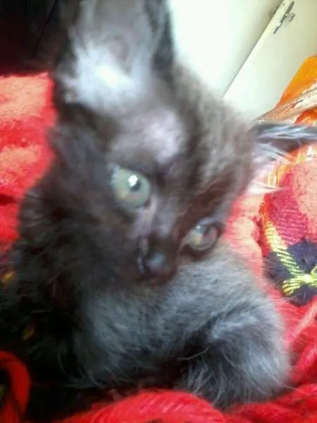 Gato ra a SRD idade Abaixo de 2 meses nome PretinhaBasica
