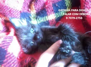 Gato raça SRD idade Abaixo de 2 meses nome PretinhaBasica