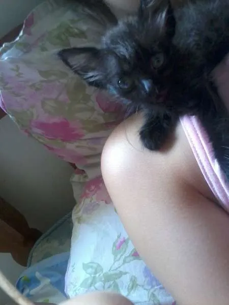 Gato ra a SRD idade Abaixo de 2 meses nome PretinhaBasica