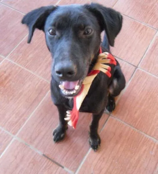 Cachorro ra a SRD idade 7 a 11 meses nome Nego
