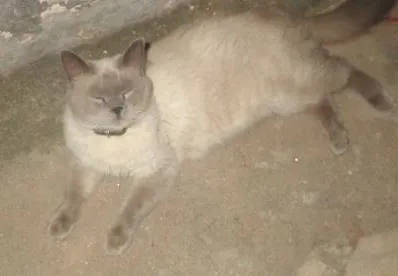 Gato ra a  idade 1 ano nome Maruto