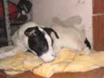 Gurizão