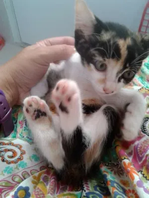 Gato raça SRD idade 2 a 6 meses nome TALITA