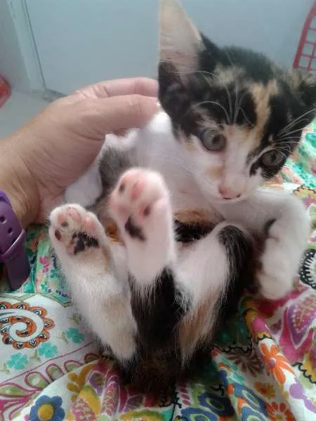 Gato ra a SRD idade 2 a 6 meses nome TALITA