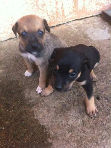 Cachorro ra a Indefinida idade Abaixo de 2 meses nome a definir