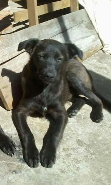 Cachorro ra a SRD idade 7 a 11 meses nome Ursinho