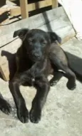 Ursinho