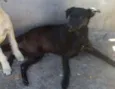 Ursinho