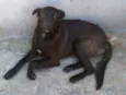 Ursinho