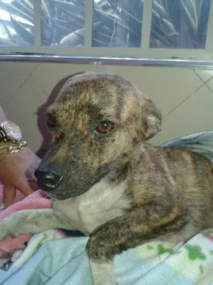 Cachorro raça SRD idade 7 a 11 meses nome Linda