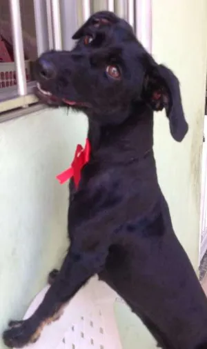 Cachorro raça SRD idade 2 anos nome Nina