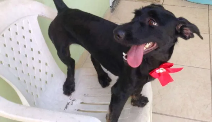 Cachorro ra a SRD idade 2 anos nome Nina