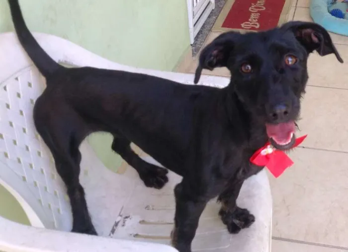 Cachorro ra a SRD idade 2 anos nome Nina