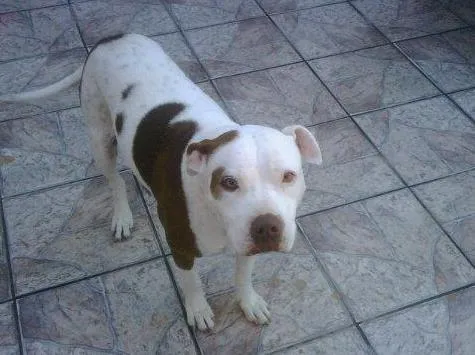 Cachorro ra a Pit-Bull idade 6 ou mais anos nome PRINCESS