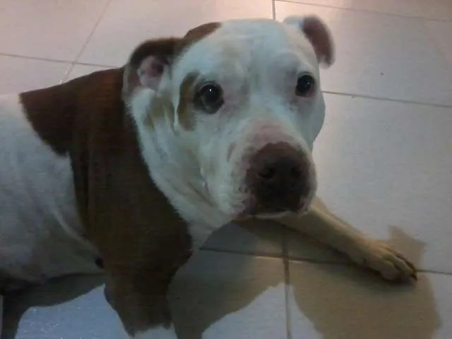 Cachorro ra a Pit-Bull idade 6 ou mais anos nome PRINCESS