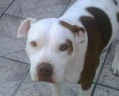 Cachorro ra a Pit-Bull idade 6 ou mais anos nome PRINCESS