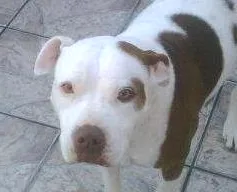 Cachorro ra a Pit-Bull idade 6 ou mais anos nome PRINCESS
