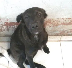 Cachorro raça SRD idade 7 a 11 meses nome Ursinho