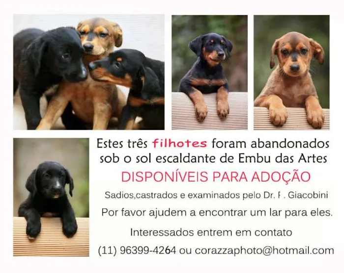 Cachorro ra a SRD idade  nome Lindos filhotes