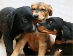 Cachorro raça SRD idade  nome Lindos filhotes
