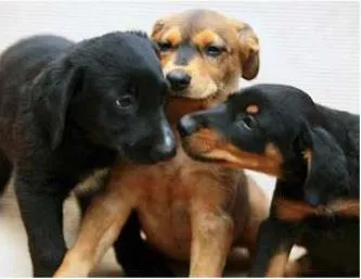 Cachorro ra a SRD idade  nome Lindos filhotes