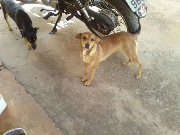 Cachorro ra a SRD idade 4 anos nome Mel