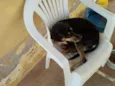 Neguinha