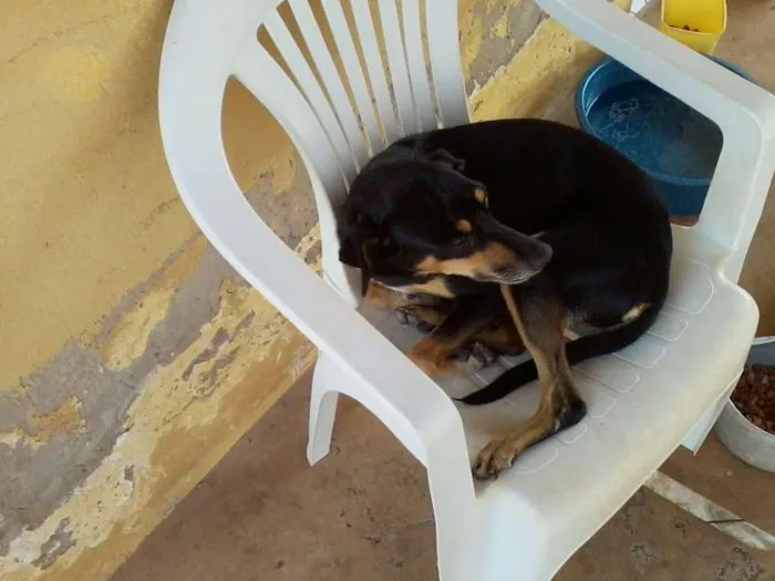 Cachorro ra a SRD idade 4 anos nome Neguinha