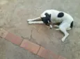 Branquinha