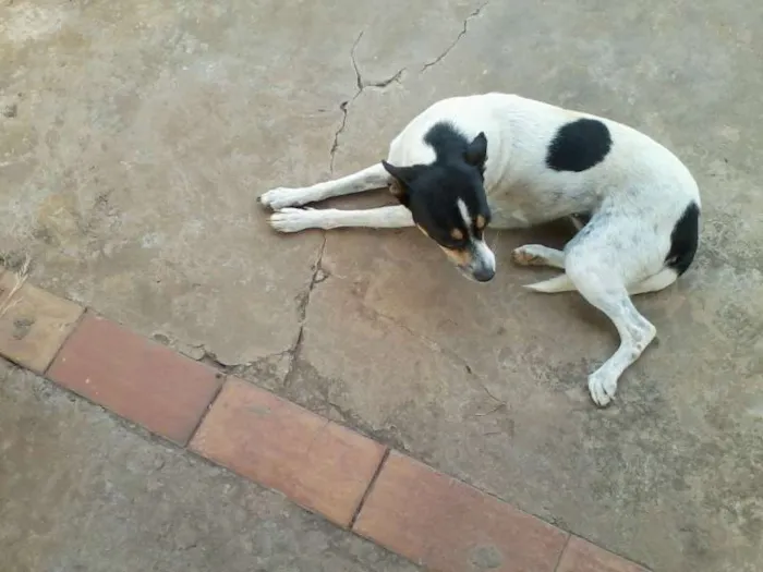 Cachorro ra a SRD idade 4 anos nome Branquinha